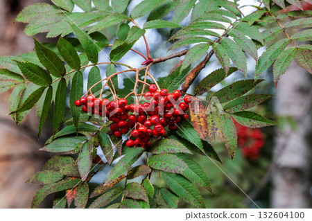 Beautiful red rowan berries in the mountains Beautiful red rowan berries in the mountains 132604100