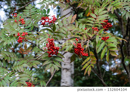 Beautiful red rowan berries in the mountains Beautiful red rowan berries in the mountains 132604104
