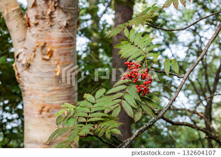 Beautiful red rowan berries in the mountains Beautiful red rowan berries in the mountains 132604107