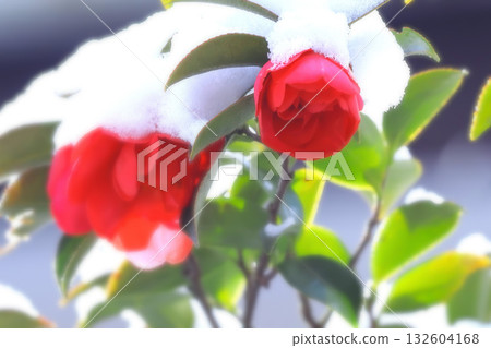 Camellia flowers blooming in spite of the cold 132604168