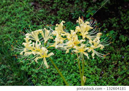 Cream-colored licorice flowers blooming in an autumn garden 132604181