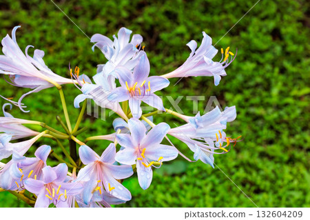 Blue-pink summer daffodil flowers blooming in an autumn garden Blue-pink summer daffodil flowers blooming in an autumn garden 132604209