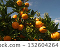 Ripe mandarin oranges 132604264