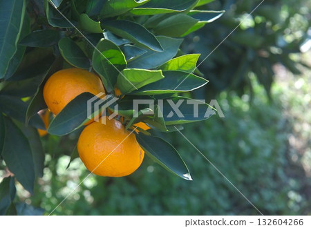 Tangerine tree 132604266