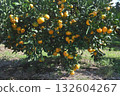 Mandarin orange trees 132604267