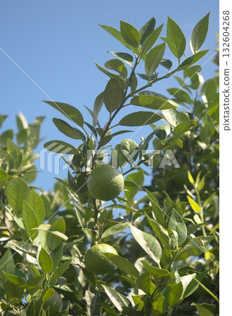 Green oranges 132604268