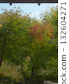 Maple garden 132604271