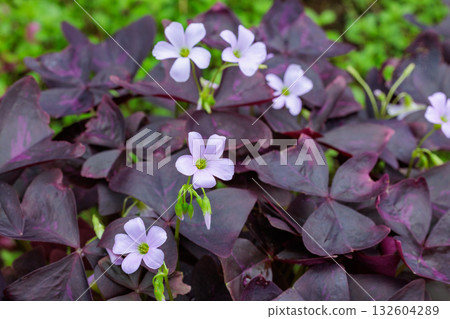 花園的陰涼處，酢漿草花競相綻放，美不勝收。 132604289