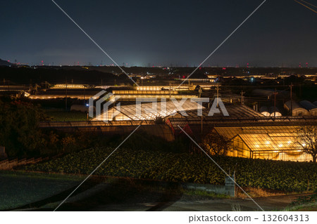 Aichi Prefecture: Illuminated chrysanthemums and a glowing greenhouse at night 132604313
