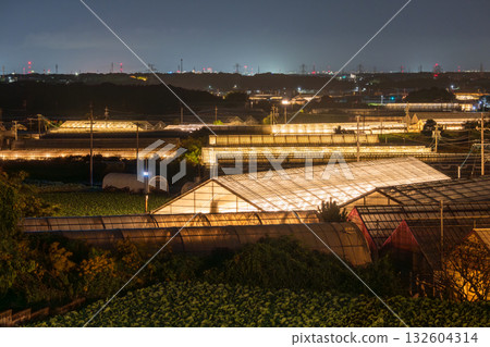 愛知縣:夜晚燈光照耀下的菊花和閃閃發光的溫室 愛知縣:夜晚燈光照耀下的菊花和閃閃發光的溫室 132604314