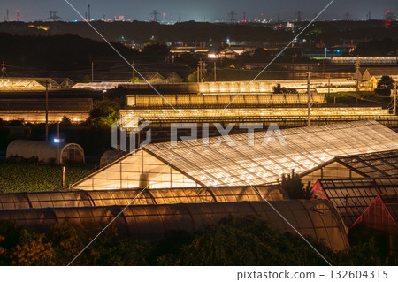 愛知縣:夜晚燈光照耀下的菊花和閃閃發光的溫室 愛知縣:夜晚燈光照耀下的菊花和閃閃發光的溫室 132604315