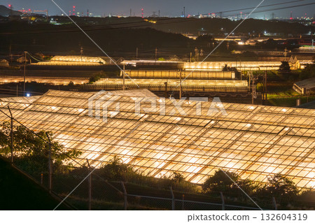 Aichi Prefecture: Illuminated chrysanthemums and a glowing greenhouse at night 132604319