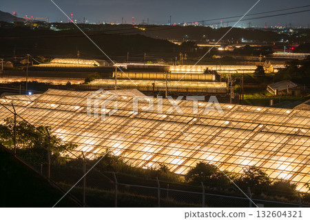 愛知縣:夜晚燈光照耀下的菊花和閃閃發光的溫室 愛知縣:夜晚燈光照耀下的菊花和閃閃發光的溫室 132604321