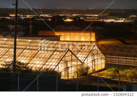 愛知縣：夜晚燈光照耀下的菊花和閃閃發光的溫室 132604322