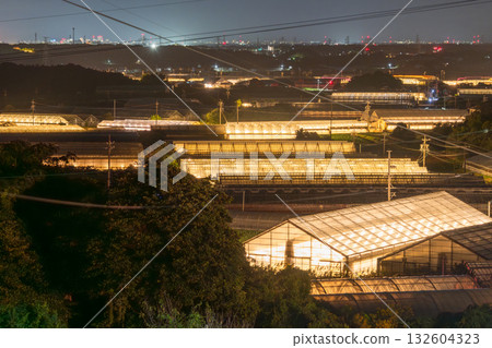 愛知縣：夜晚燈光照耀下的菊花和閃閃發光的溫室 132604323