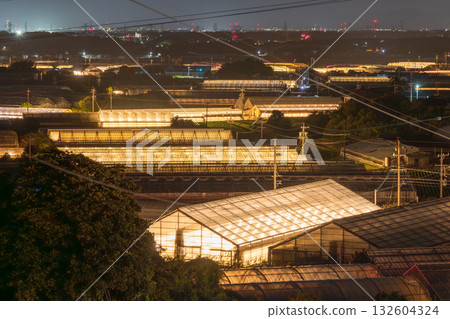 愛知縣:夜晚燈光照耀下的菊花和閃閃發光的溫室 愛知縣:夜晚燈光照耀下的菊花和閃閃發光的溫室 132604324
