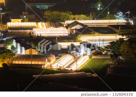 Aichi Prefecture: Illuminated chrysanthemums and a glowing greenhouse at night Aichi Prefecture: Illuminated chrysanthemums and a glowing greenhouse at night 132604339