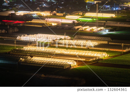 愛知縣:夜晚燈光照耀下的菊花和閃閃發光的溫室 愛知縣:夜晚燈光照耀下的菊花和閃閃發光的溫室 132604361