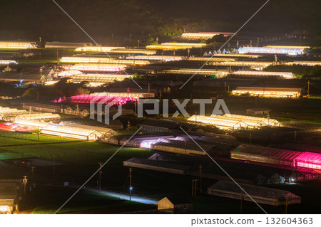 愛知縣：夜晚燈光照耀下的菊花和閃閃發光的溫室 132604363