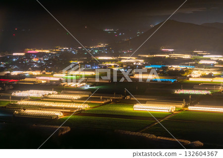 愛知縣：夜晚燈光照耀下的菊花和閃閃發光的溫室 132604367