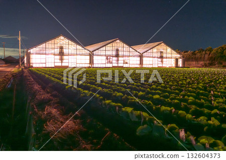 愛知縣:夜晚燈光照耀下的菊花和閃閃發光的溫室 愛知縣:夜晚燈光照耀下的菊花和閃閃發光的溫室 132604373