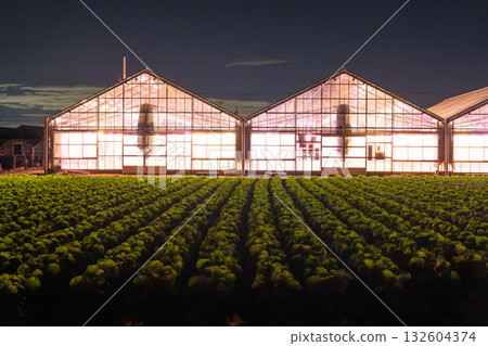 愛知縣：夜晚燈光照耀下的菊花和閃閃發光的溫室 132604374