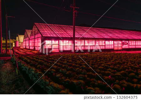 愛知縣：夜晚燈光照耀下的菊花和閃閃發光的溫室 132604375