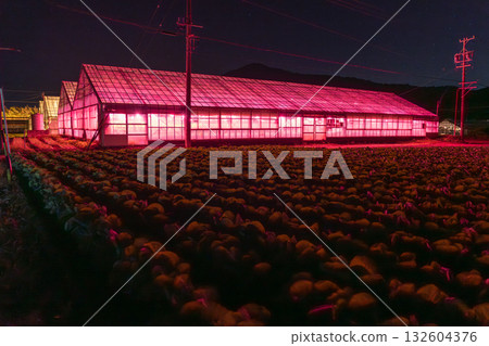 愛知縣：夜晚燈光照耀下的菊花和閃閃發光的溫室 132604376
