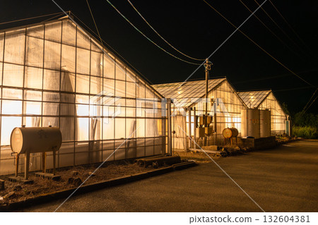 愛知縣:夜晚燈光照耀下的菊花和閃閃發光的溫室 愛知縣:夜晚燈光照耀下的菊花和閃閃發光的溫室 132604381