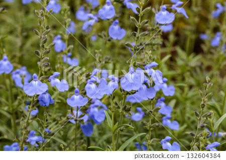 Beautiful blooming Salvia azurea flowers in the autumn garden Beautiful blooming Salvia azurea flowers in the autumn garden 132604384