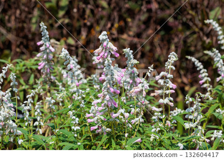 Beautiful fair pink flowers of Salvia leucanthemum blooming in the autumn garden Beautiful fair pink flowers of Salvia leucanthemum blooming in the autumn garden 132604417