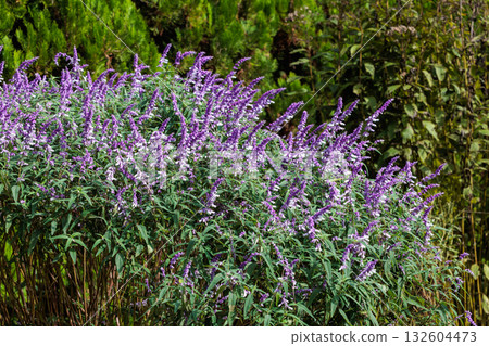 Mexican sage flowers in the garden blooming in autumn 132604473