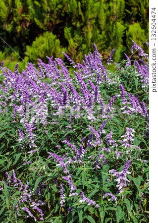 Mexican sage flowers in the garden blooming in autumn Mexican sage flowers in the garden blooming in autumn 132604474
