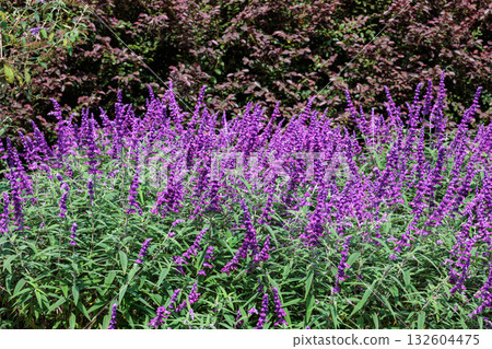 Mexican sage flowers in the garden blooming in autumn Mexican sage flowers in the garden blooming in autumn 132604475