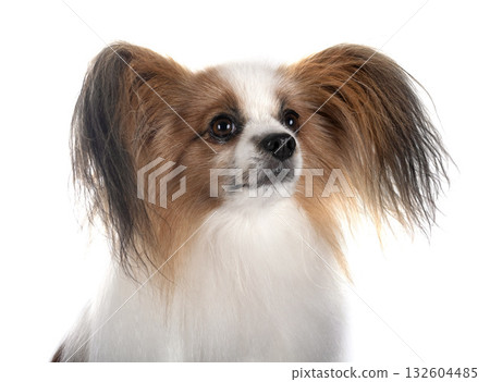 papillon dog in studio 132604485
