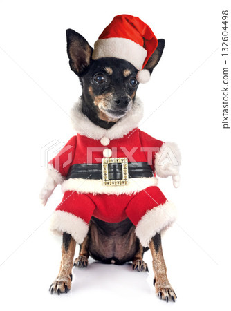 miniature pinscher in studio miniature pinscher in studio 132604498