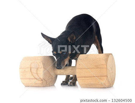 miniature pinscher in studio miniature pinscher in studio 132604500