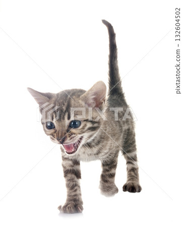 bengal kitten in studio bengal kitten in studio 132604502