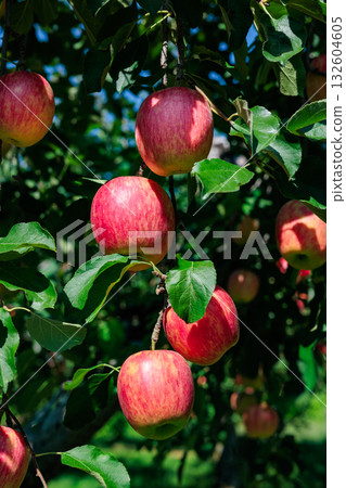 近距離拍攝的信濃甜蘋果，這是一款來自果園的美味蘋果。 132604605