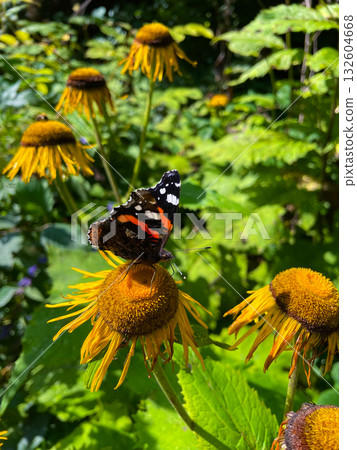 Insects on plants and flowers in spring Insects on plants and flowers in spring 132604668