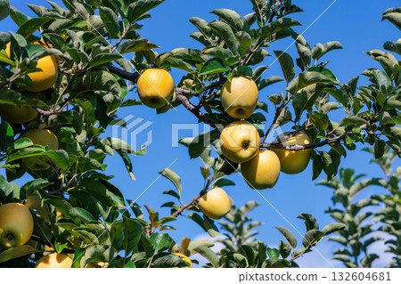 信濃黃金，來自果園的美味蘋果品種 132604681