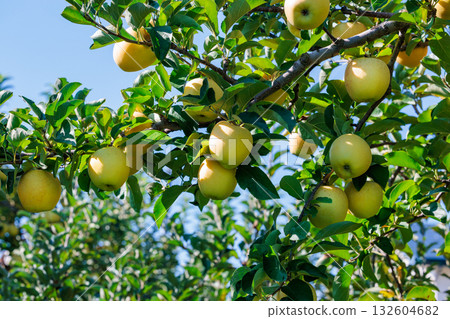 Shinano Gold, a delicious apple variety from the orchard 132604682