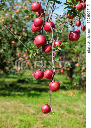 Delicious varieties of apples from the orchard - Shinano Sweet Delicious varieties of apples from the orchard - Shinano Sweet 132604745