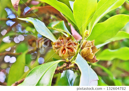 Illicium sikimi (star anise) with visible seeds (autumn, October) 132604782