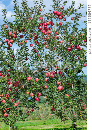 信濃甜蘋果園景色，秋天美味的蘋果。 132604785