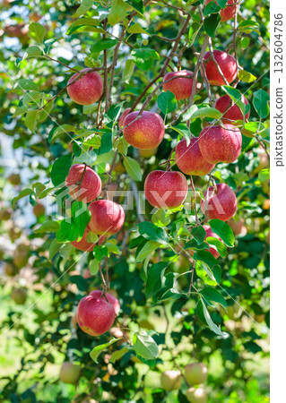 信濃甜蘋果園景色，秋天美味的蘋果。 132604786