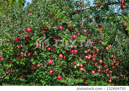 A view of Shinano Sweet orchard, a delicious apple in autumn 132604792