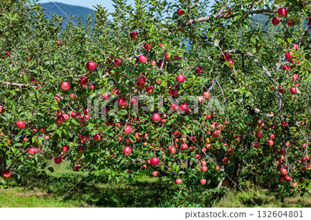 信濃甜蘋果園景色，秋天美味的蘋果。 132604801