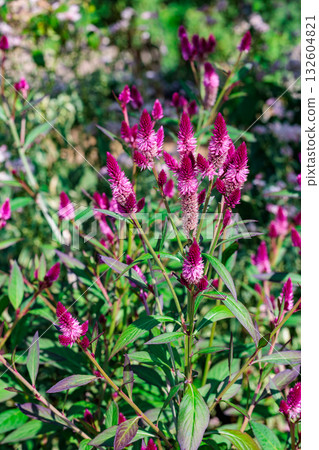 Nogitsune flowers blooming in the garden 132604821