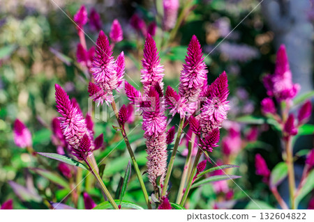 Nogitsune flowers blooming in the garden Nogitsune flowers blooming in the garden 132604822